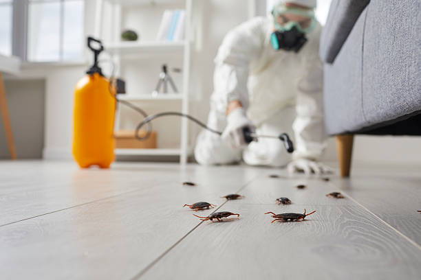 Commercial Kitchen Cockroach Control in Brookhaven